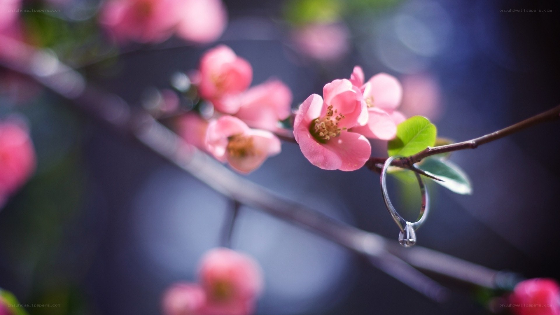 Pink flowers with ring on branch