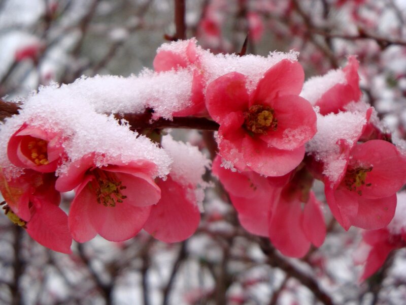 Pink Flowers with Snow — Calm