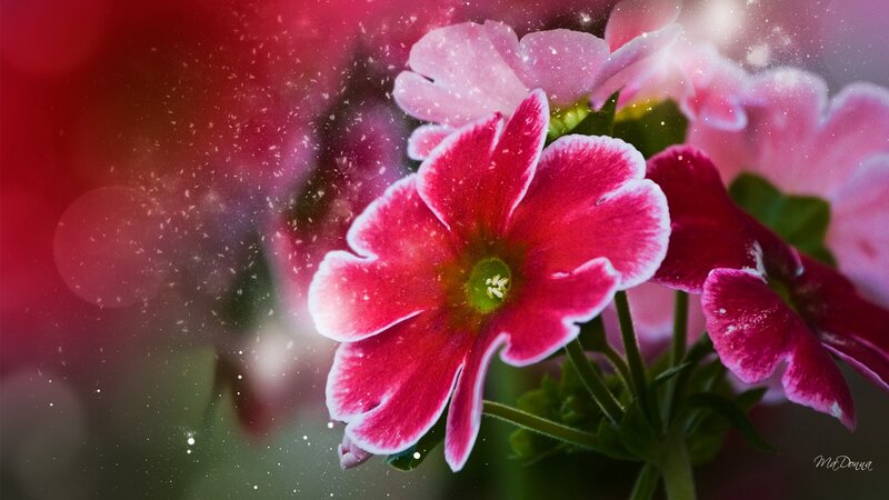 Pink Flowers with Snow