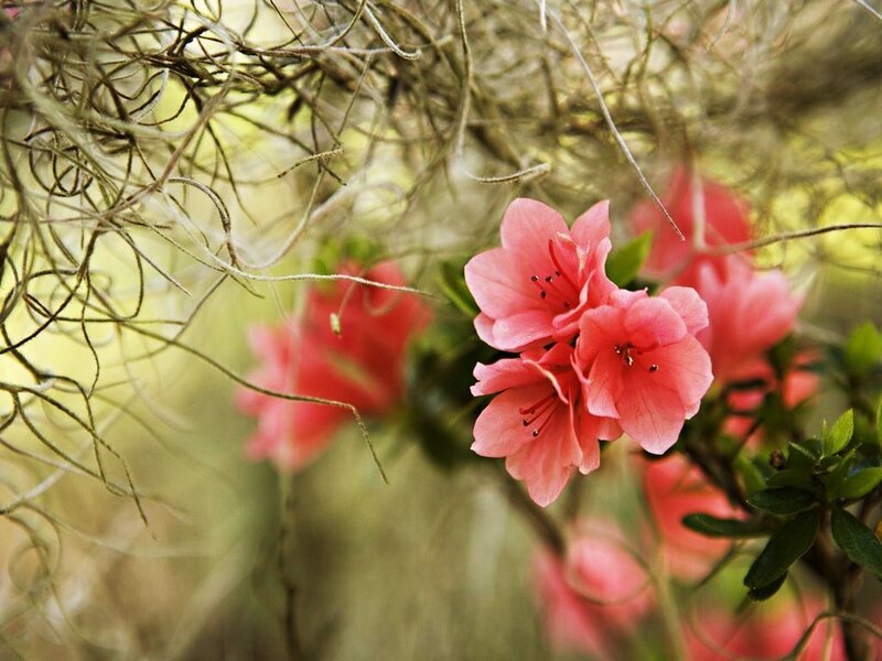 Pink flowers with Spanish moss