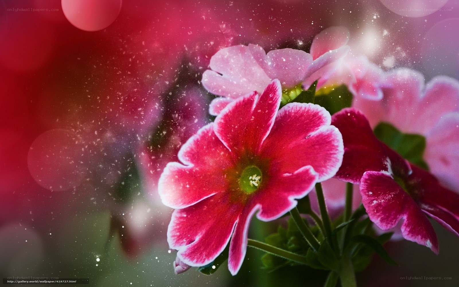 Pink flowers with sparkles