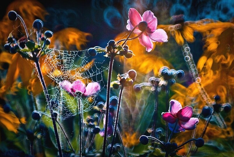 Pink Flowers with Spiderweb