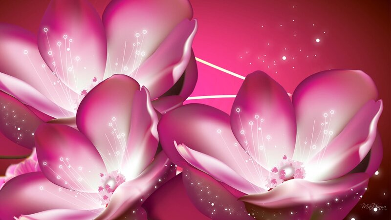 Pink Flowers with Stamens