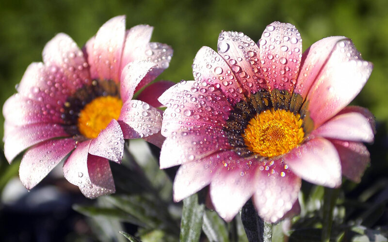 Pink flowers with water droplets