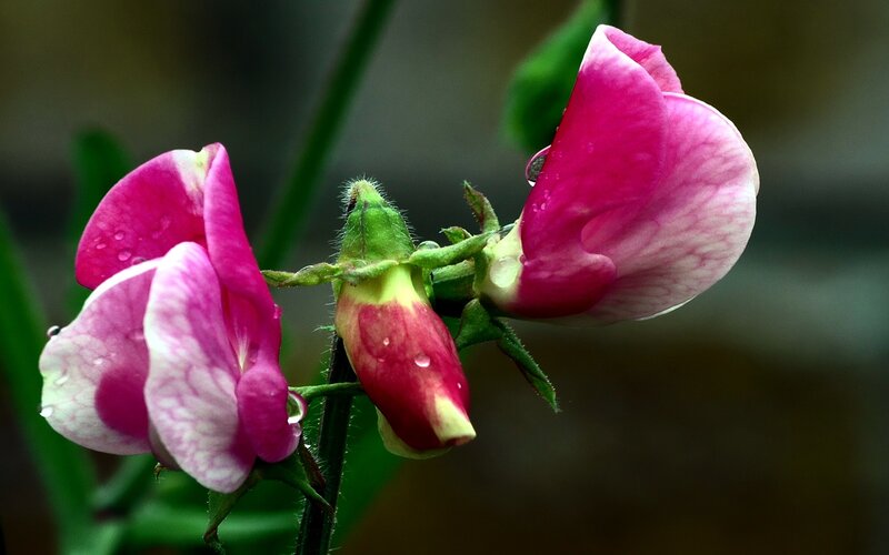 Pink flowers with water droplets