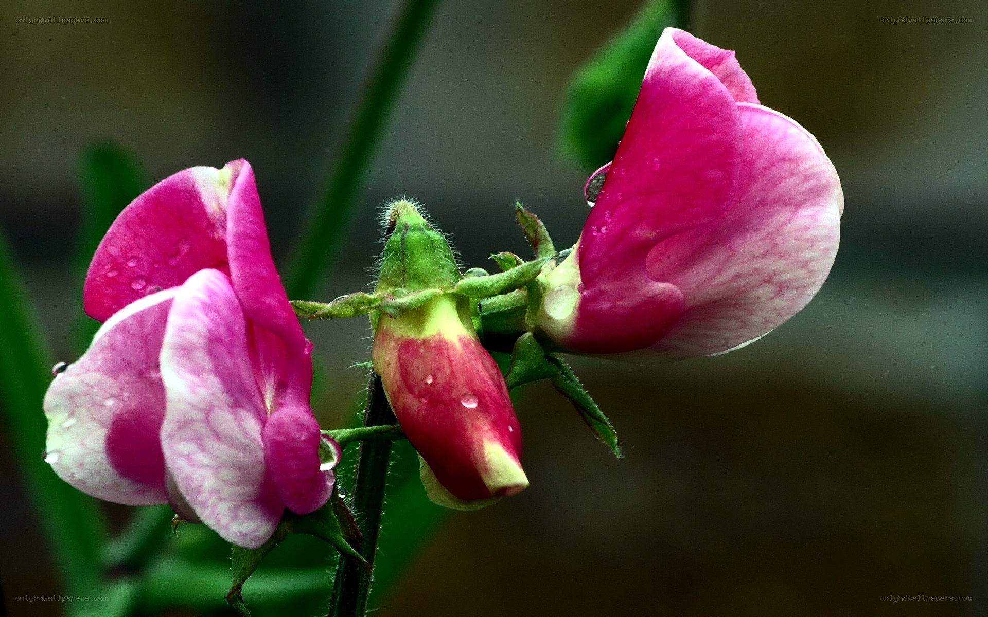 Pink flowers with water droplets
