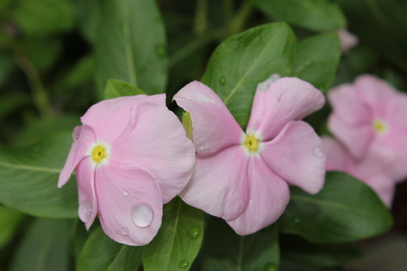 Pink flowers with water droplets