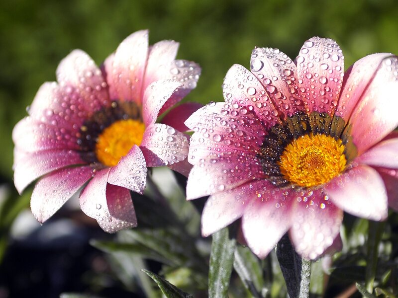 Pink flowers with water droplets