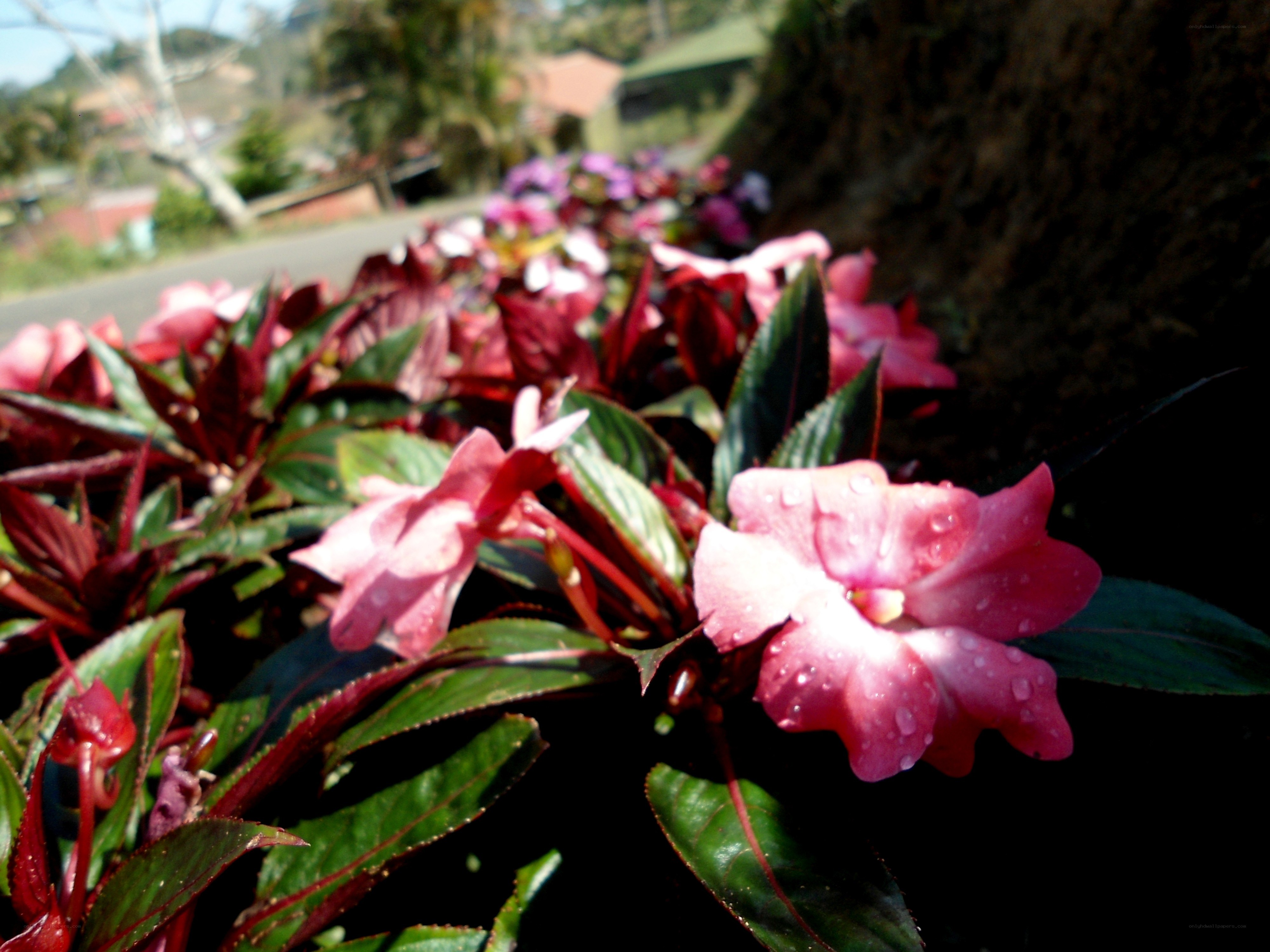 Pink flowers with water droplets