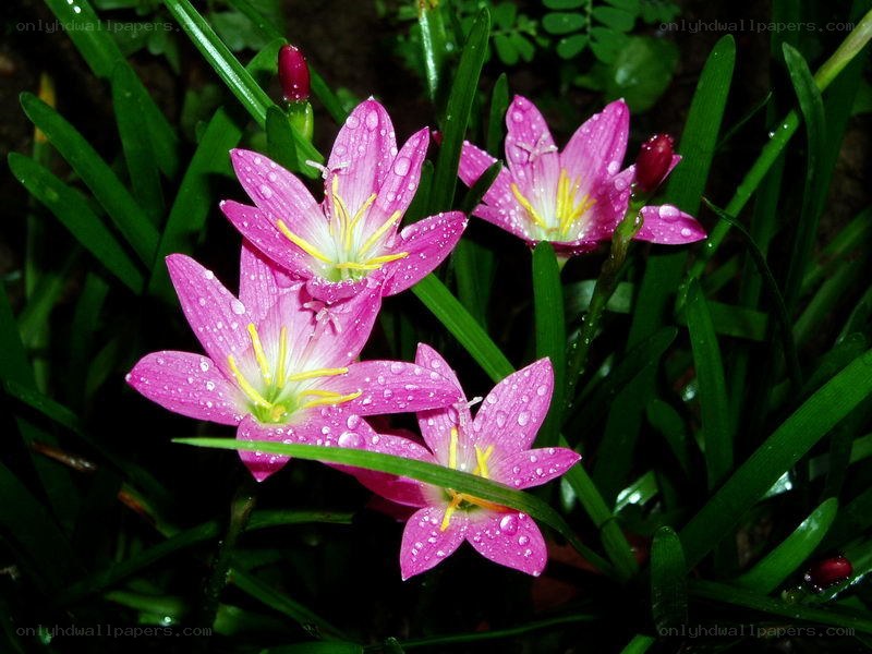 pink flowers with water droplets