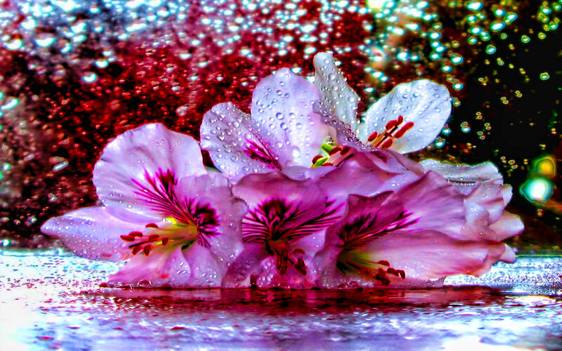 Pink Flowers with Water Droplets — Purple