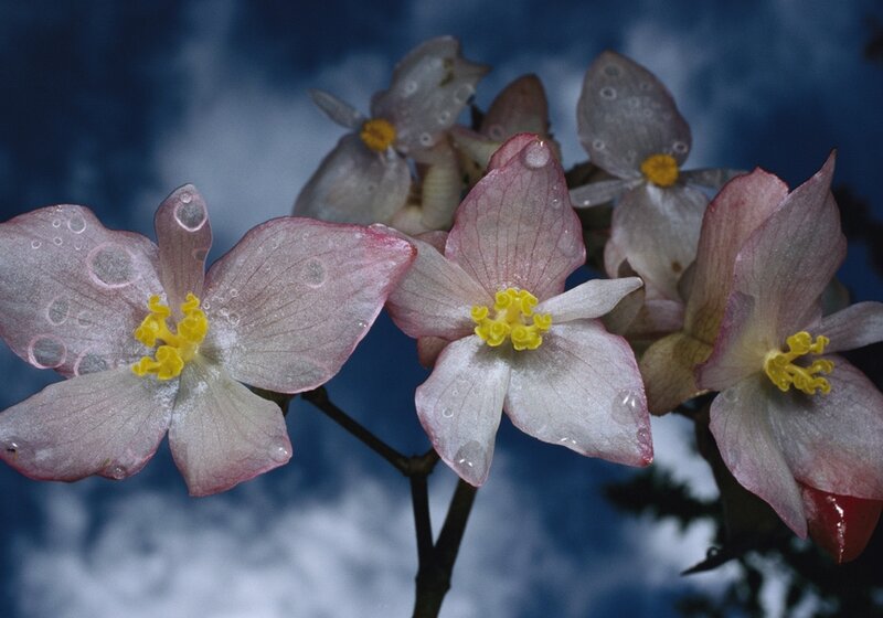 Pink flowers with water droplets