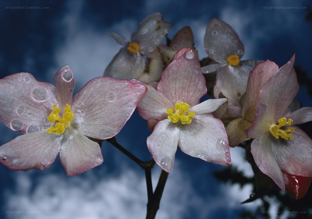 Pink flowers with water droplets