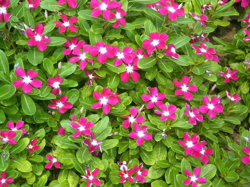 pink flowers with white centers