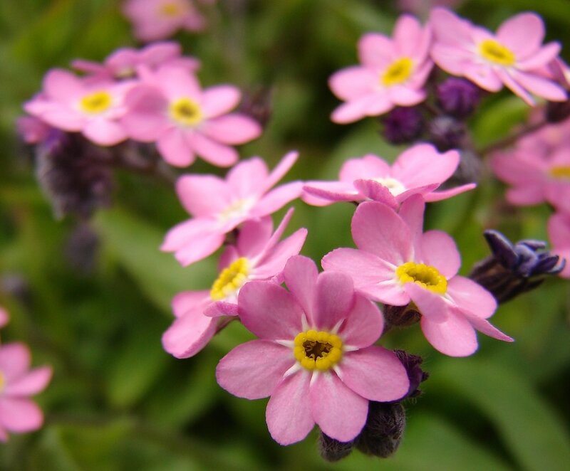 Pink flowers with yellow centers