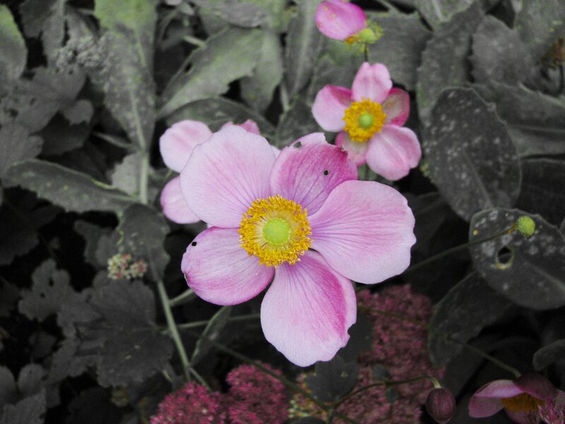 Pink flowers with yellow centers