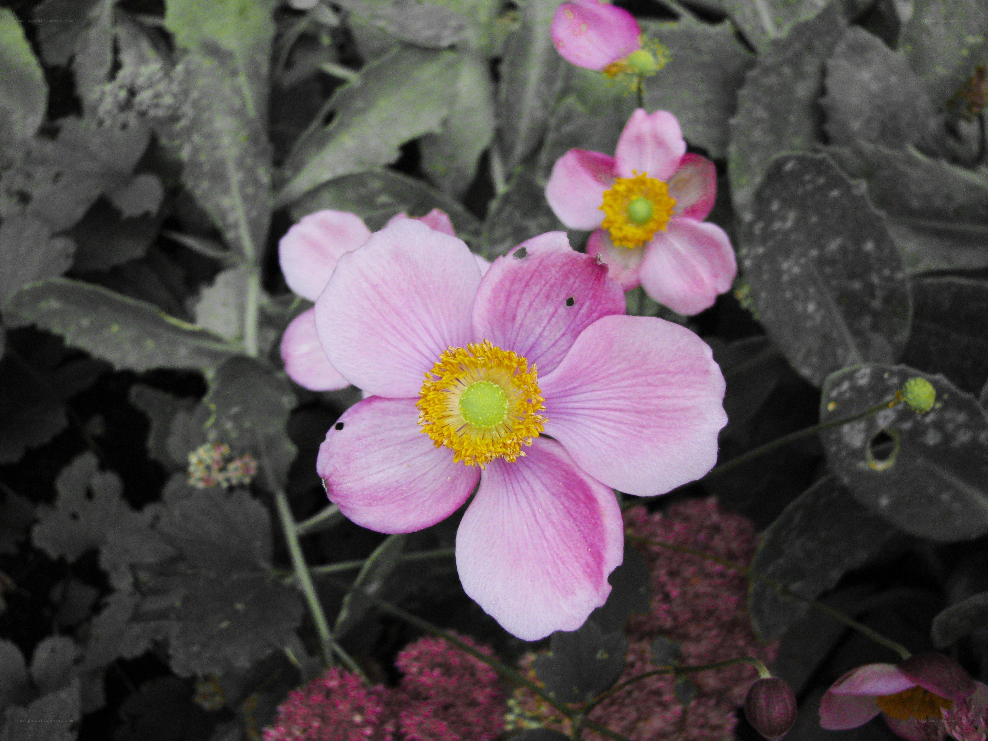 Pink flowers with yellow centers