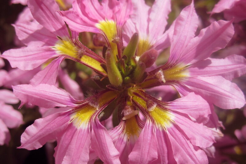 Pink Flowers with Yellow Centers — Calm