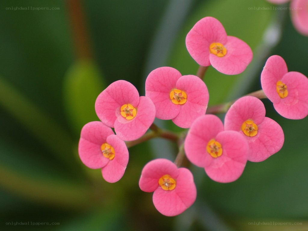 Pink flowers with yellow centers