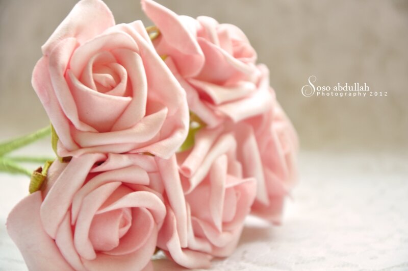 Pink Foam Roses — Serene, Photograph