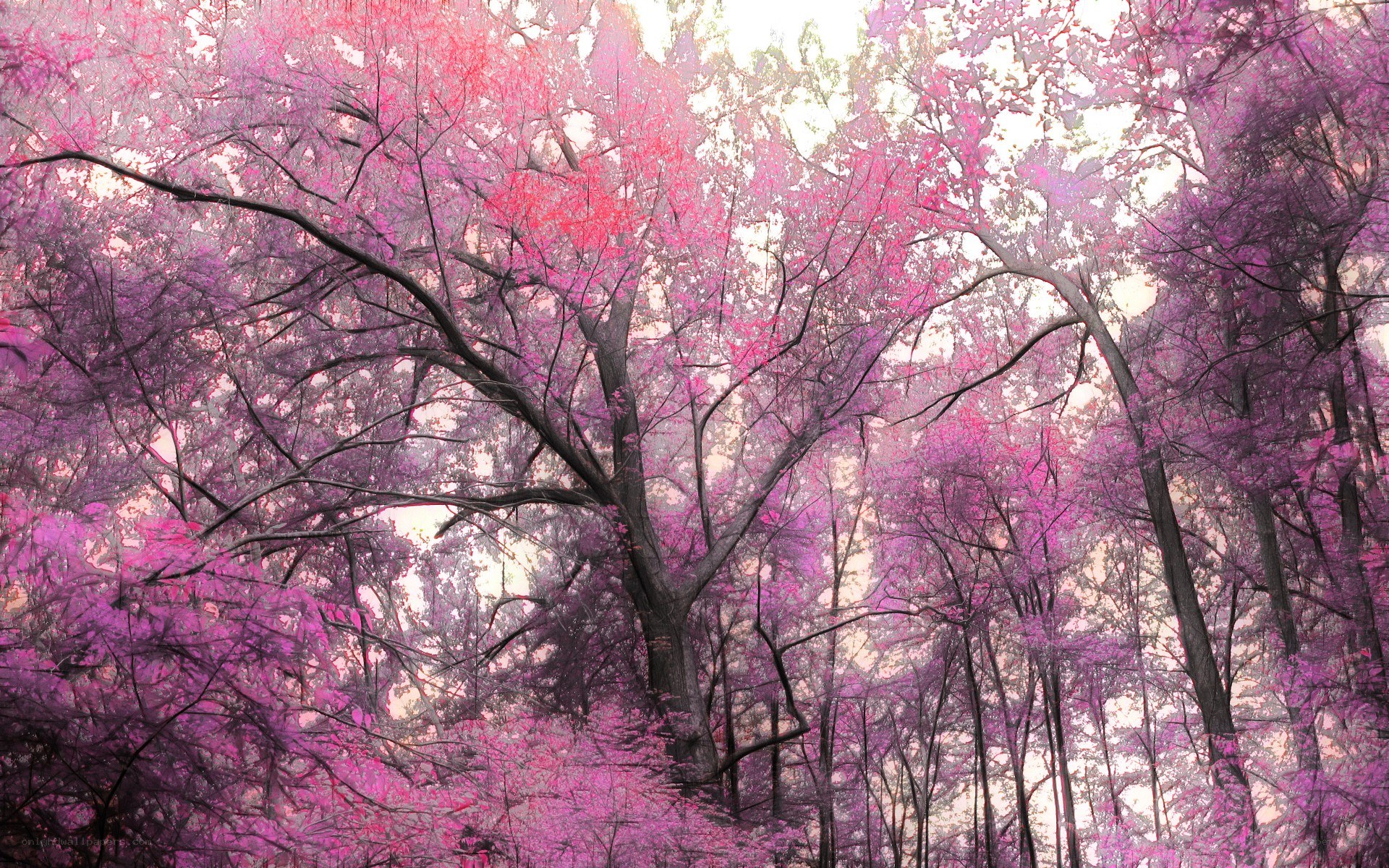 Pink forest canopy