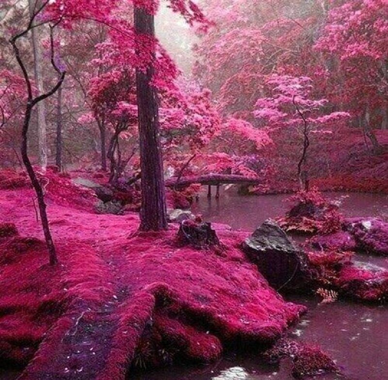 Pink Forest Landscape — Serene