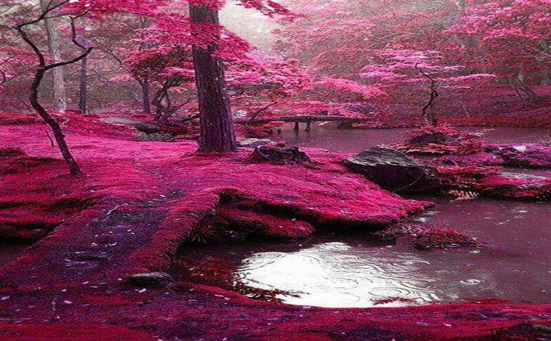 Pink Forest Landscape