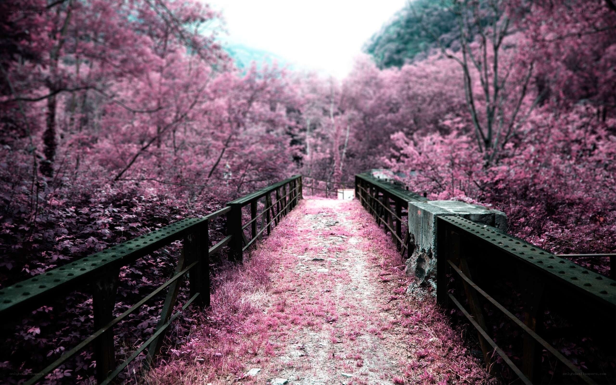 Pink forest path bridge