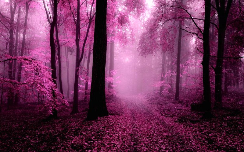 Pink Forest Path — Purple