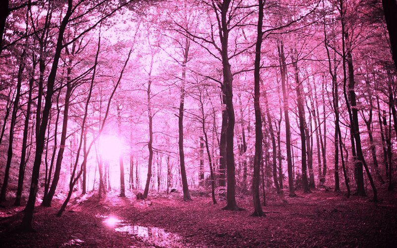 Pink Forest with Sunlight