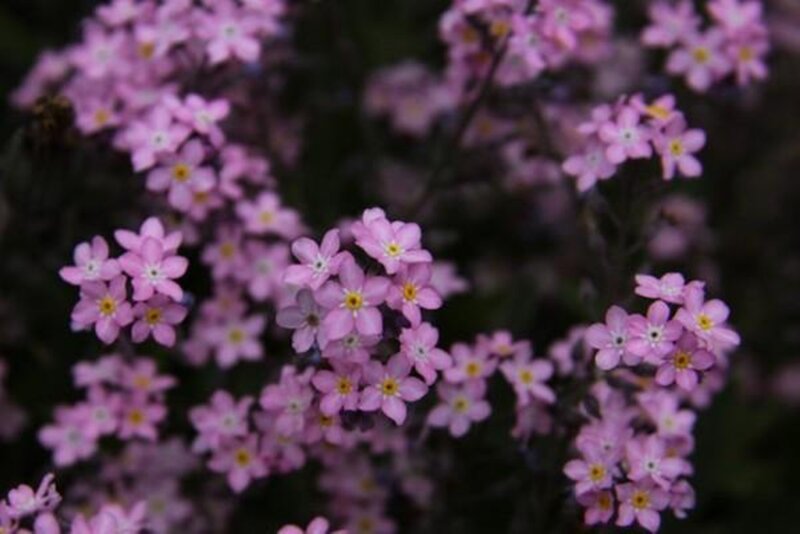 Pink Forget-me-not Flowers — Calm, Spring