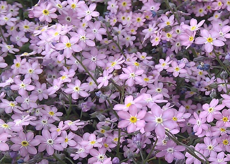 Pink Forget-me-not Flowers — Calm