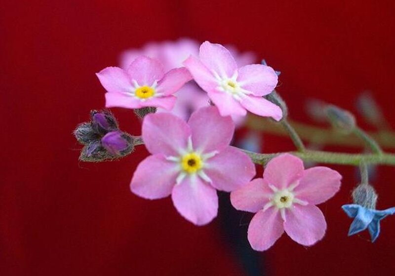 Pink Forget-me-not Flowers