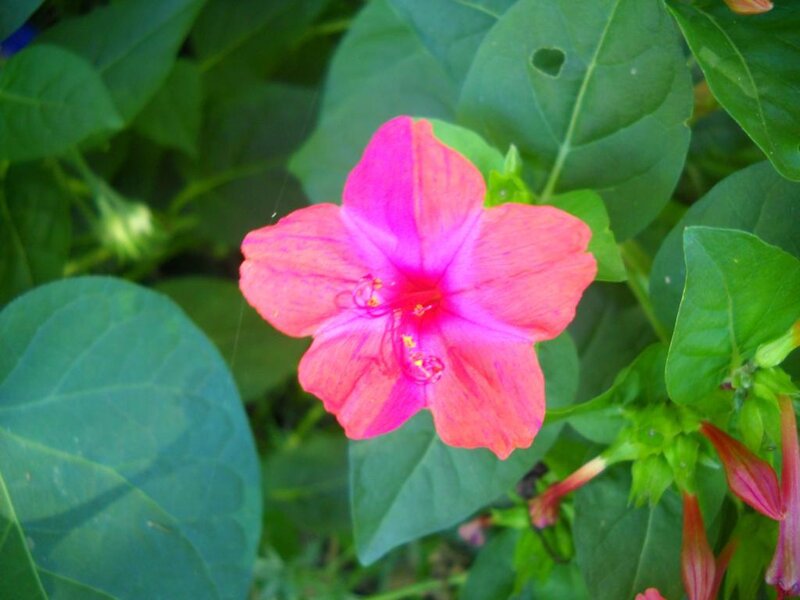 Pink Four O'clock Flower — Calm