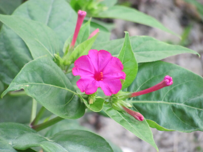 Pink Four O'clock Flower