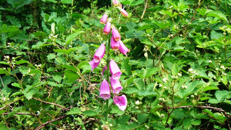 Pink Foxglove Flower — Purple