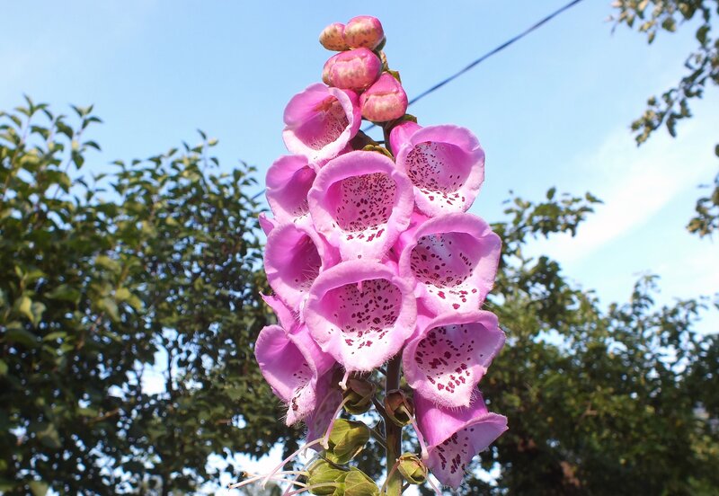 Pink Foxglove Flower — Serene