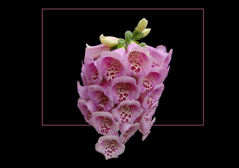 Pink Foxglove Flower