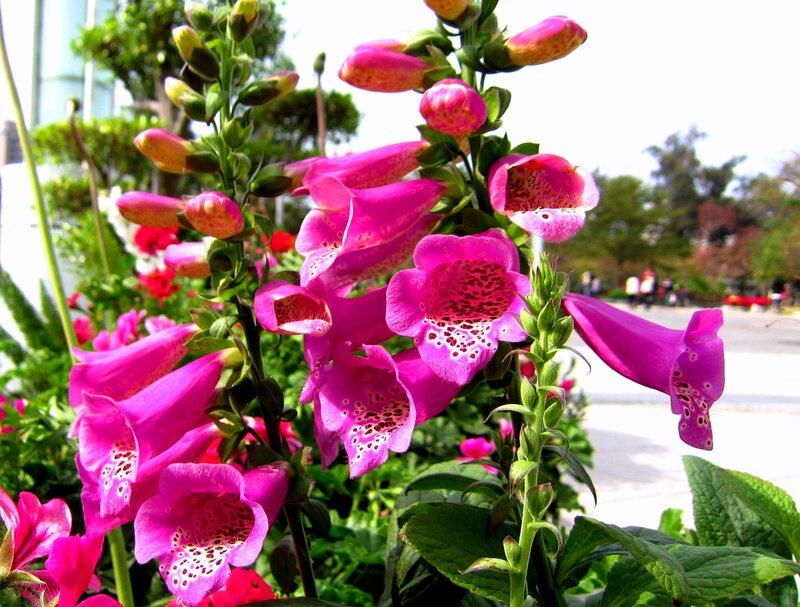 Pink Foxglove Flowers — Calm