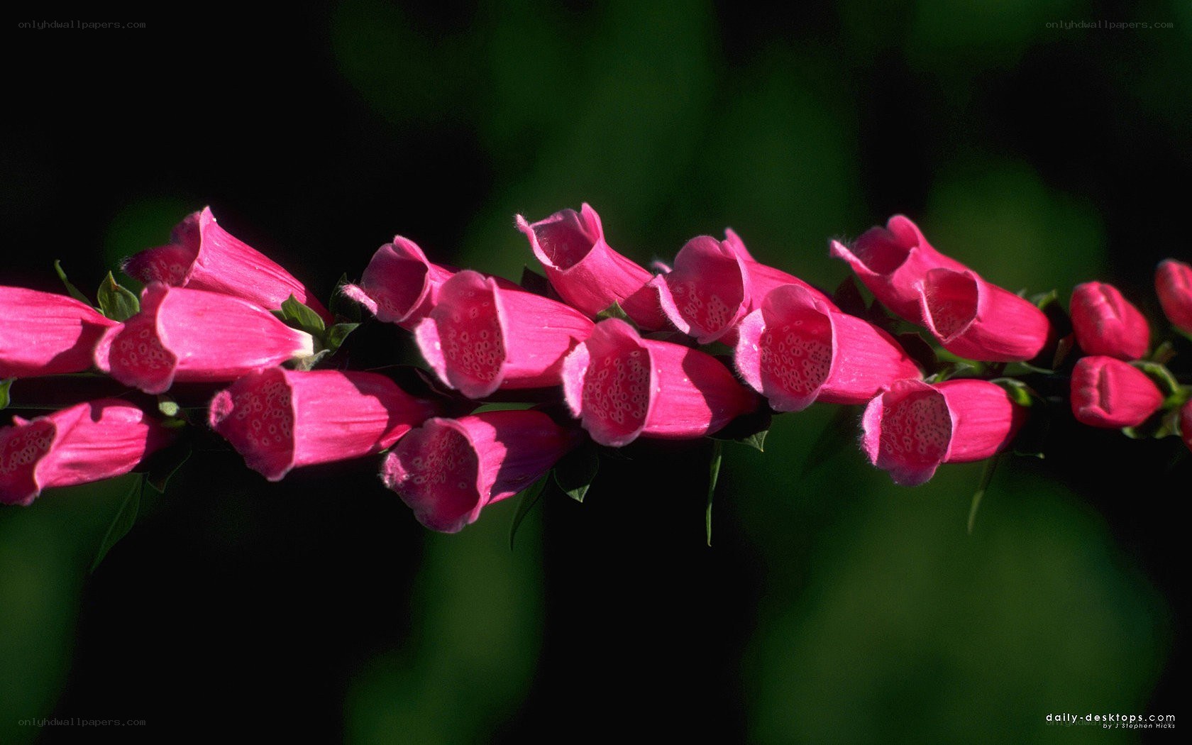 Pink foxglove flowers in sunlight