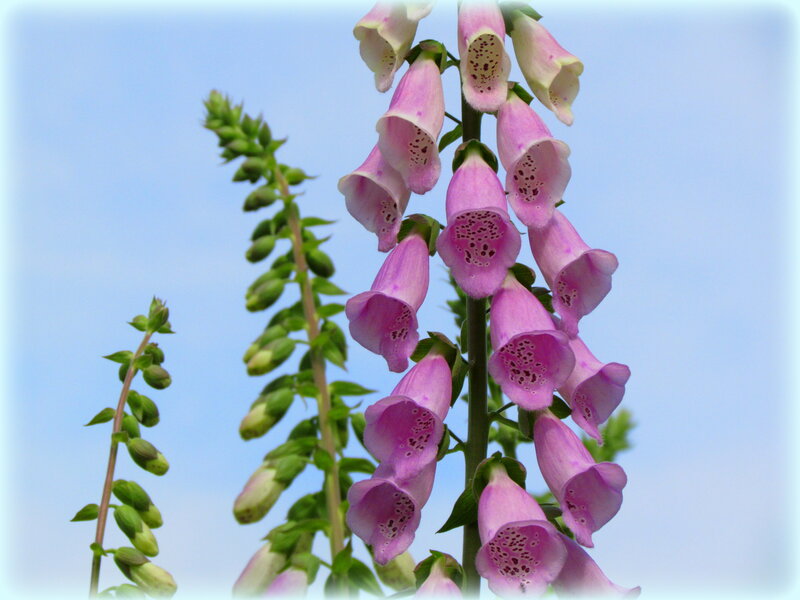 Pink Foxglove Flowers — Purple