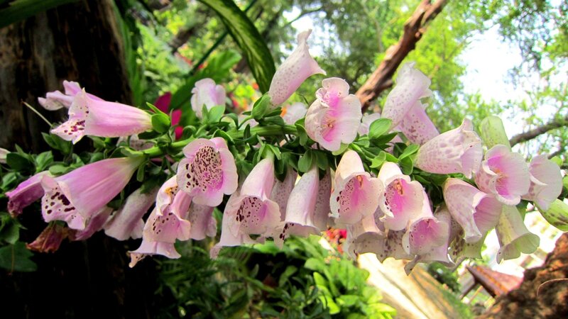 Pink Foxglove Flowers — Serene, Afternoon