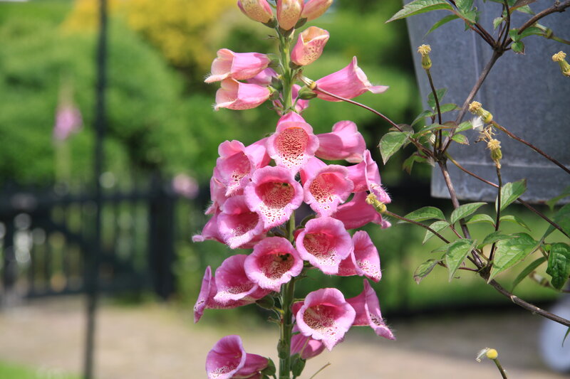 Pink Foxglove Flowers — Serene, Spring
