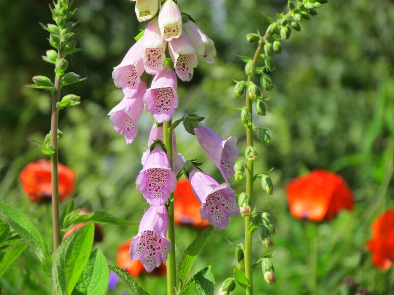 Pink Foxglove Flowers — Serene, Summer
