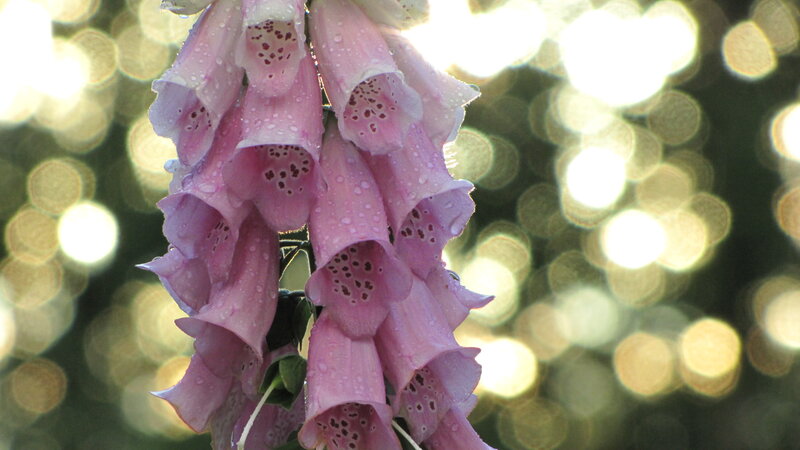 Pink Foxglove Flowers — Serene
