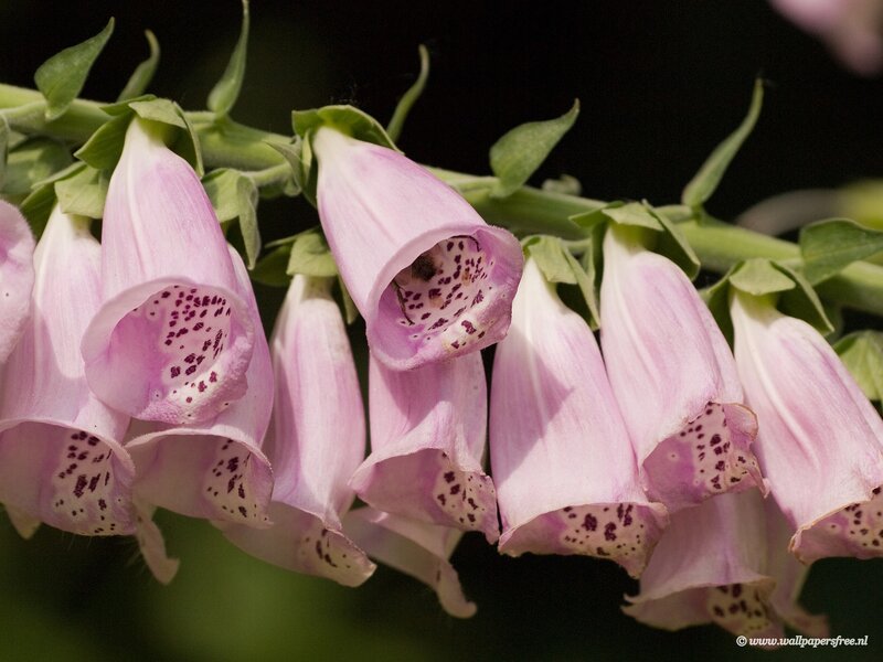 Pink foxglove flowers