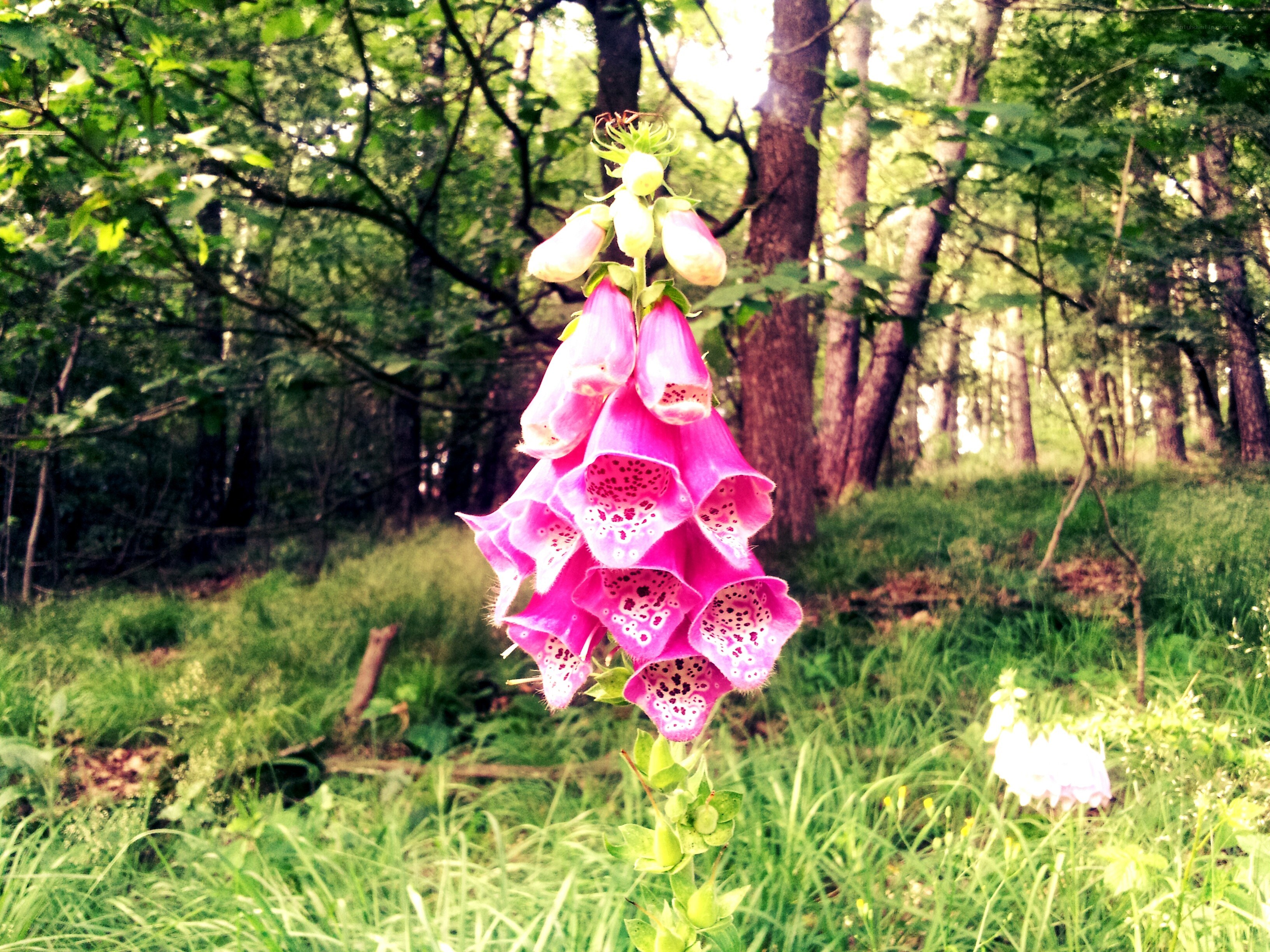 Pink foxglove in a forest