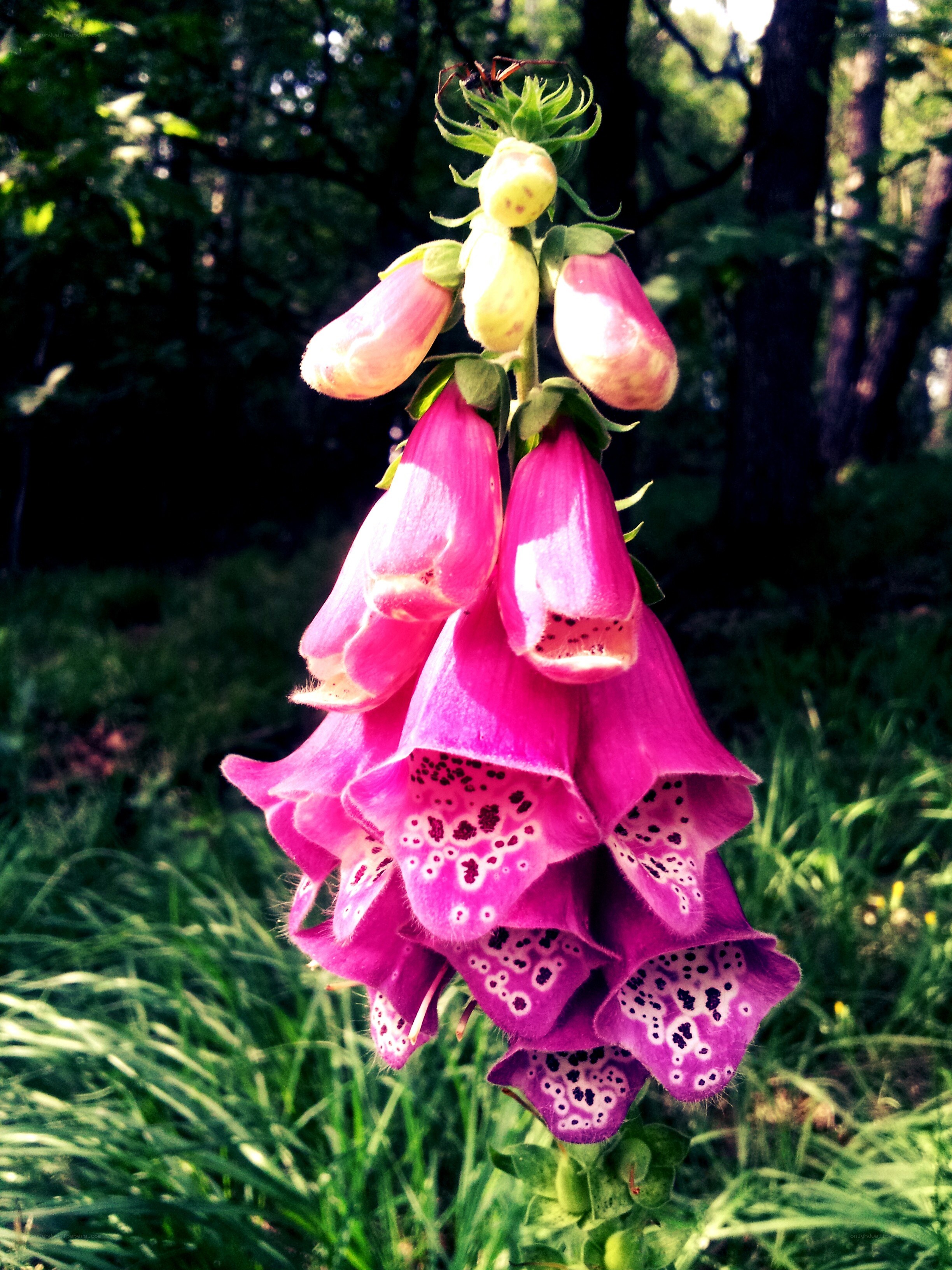 Pink foxglove in forest