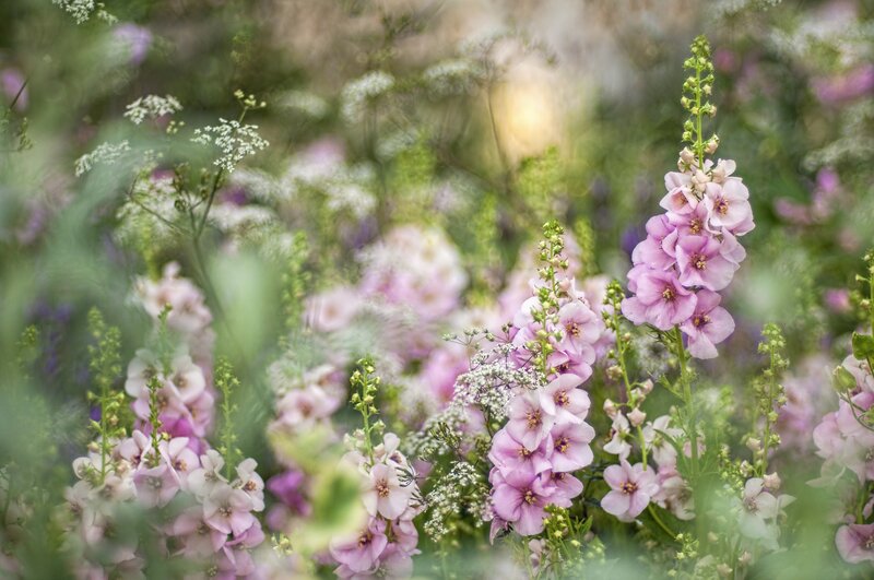 Pink Foxgloves in Garden