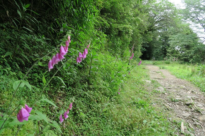 Pink Foxgloves on Trail